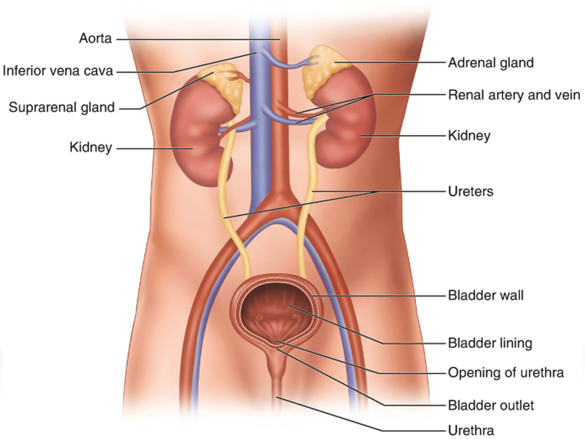 disorders of the uro-genitary system